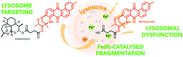 Graphical abstract: Iron-dependent lysosomal dysfunction mediated by a natural product hybrid