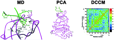 Graphical abstract: Underlying mechanisms of cyclic peptide inhibitors interrupting the interaction of CK2α/CK2β: comparative molecular dynamics simulation studies
