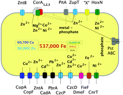 Graphical abstract: Interplay between seven secondary metal uptake systems is required for full metal resistance of Cupriavidus metallidurans