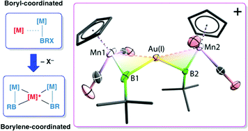 Graphical abstract: Side-on coordination of boryl and borylene complexes to cationic coinage metal fragments