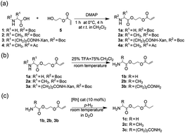 Graphical abstract: Hyperpolarization of amino acid derivatives in water for biological applications