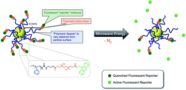Graphical abstract: Probing the surface-localized hyperthermia of gold nanoparticles in a microwave field using polymeric thermometers