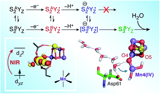 Graphical abstract: A five-coordinate Mn(iv) intermediate in biological water oxidation: spectroscopic signature and a pivot mechanism for water binding