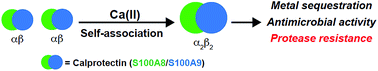 Graphical abstract: Calcium-induced tetramerization and zinc chelation shield human calprotectin from degradation by host and bacterial extracellular proteases