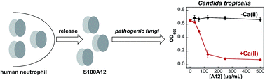 Graphical abstract: Calcium ions tune the zinc-sequestering properties and antimicrobial activity of human S100A12