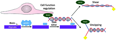 Graphical abstract: Rupture force of cell adhesion ligand tethers modulates biological activities of a cell-laden hydrogel