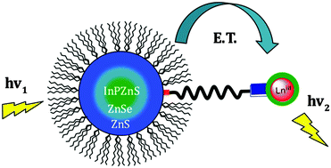 Graphical abstract: Sensitisation of visible and NIR lanthanide emission by InPZnS quantum dots in bi-luminescent hybrids