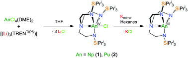 Graphical abstract: Neptunium and plutonium complexes with a sterically encumbered triamidoamine (TREN) scaffold