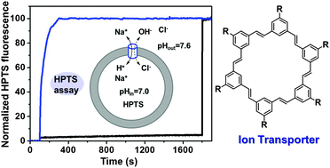 Graphical abstract: Phenylene vinylene macrocycles as artificial transmembrane transporters