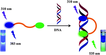 Graphical abstract: A FRET-enabled molecular peptide beacon with a significant red shift for the ratiometric detection of nucleic acids
