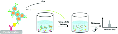Graphical abstract: Dynamic light scattering (DLS)-based immunoassay for ultra-sensitive detection of tumor marker protein