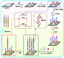 Graphical abstract: An ultrasensitive “on–off–on” photoelectrochemical aptasensor based on signal amplification of a fullerene/CdTe quantum dots sensitized structure and efficient quenching by manganese porphyrin