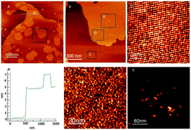Graphical abstract: Nanoscale insights into full-length prion protein aggregation on model lipid membranes