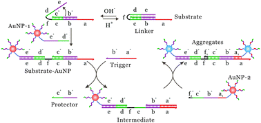 Graphical abstract: A pH-responsive DNA nanomachine-controlled catalytic assembly of gold nanoparticles