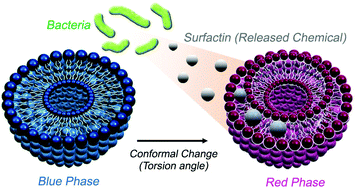 Graphical abstract: Label-free bacterial detection using polydiacetylene liposomes