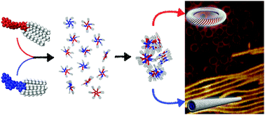 Graphical abstract: Self-sorting regioisomers through the hierarchical organization of hydrogen-bonded rosettes