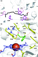 Graphical abstract: Exploring substrate scope and stereoselectivity of P450 peroxygenase OleTJE in olefin-forming oxidative decarboxylation