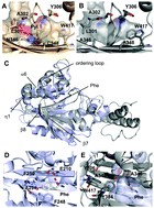 Graphical abstract: Genetically encoded fluorophenylalanines enable insights into the recognition of lysine trimethylation by an epigenetic reader