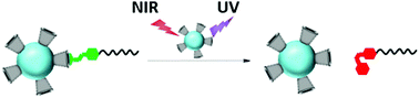 Graphical abstract: Near-infrared photoswitching of cyclodextrin–guest complexes using lanthanide-doped LiYF4 upconversion nanoparticles