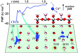 Graphical abstract: Molecular mechanics of the cooperative adsorption of a Pro-Hyp-Gly tripeptide on a hydroxylated rutile TiO2(110) surface mediated by calcium ions
