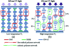 Graphical abstract: Broadband reflection in polymer stabilized cholesteric liquid crystal films with stepwise photo-polymerization