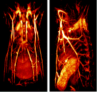 Graphical abstract: Advanced optoacoustic methods for multiscale imaging of in vivo dynamics