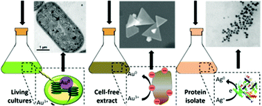 Graphical abstract: Algae-mediated biosynthesis of inorganic nanomaterials as a promising route in nanobiotechnology – a review
