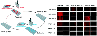 Graphical abstract: A benchtop capillary flow layer-by-layer (CF-LbL) platform for rapid assembly and screening of biodegradable nanolayered films