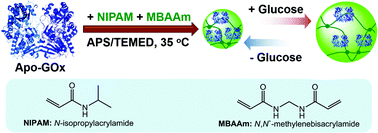 Graphical abstract: Glucose-responsive microgels based on apo-enzyme recognition