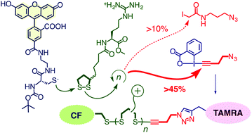 Graphical abstract: Ethynyl benziodoxolones: functional terminators for cell-penetrating poly(disulfide)s