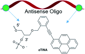 Graphical abstract: Investigation of twisted intercalating nucleic acid (TINA)-modified antisense oligonucleotides for splice modulation by induced exon-skipping in vitro