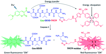 Graphical abstract: A FRET probe with AIEgen as the energy quencher: dual signal turn-on for self-validated caspase detection