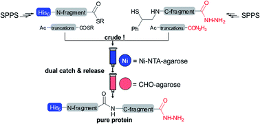 Graphical abstract: Total chemical synthesis of proteins without HPLC purification