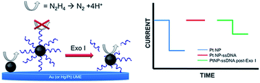 Graphical abstract: Electrocatalytic amplification of DNA-modified nanoparticle collisions via enzymatic digestion