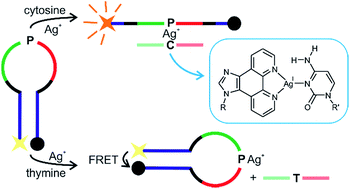 Graphical abstract: A metal-mediated base pair that discriminates between the canonical pyrimidine nucleobases