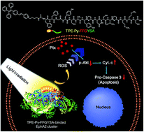 Graphical abstract: AIEgen-based theranostic system: targeted imaging of cancer cells and adjuvant amplification of antitumor efficacy of paclitaxel
