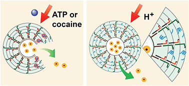 Graphical abstract: pH- and ligand-induced release of loads from DNA–acrylamide hydrogel microcapsules