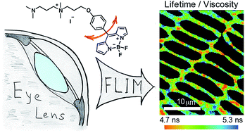 Graphical abstract: Visualising the membrane viscosity of porcine eye lens cells using molecular rotors
