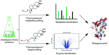Graphical abstract: Discovery of Arabidopsis UGT73C1 as a steviol-catalyzing UDP-glycosyltransferase with chemical probes