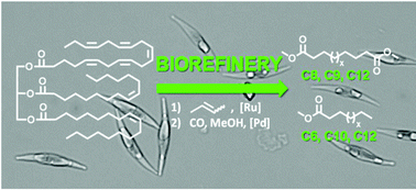 Graphical abstract: Mid-chain carboxylic acids by catalytic refining of microalgae oil