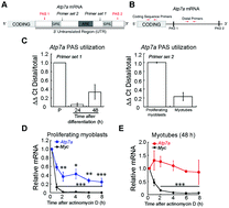 Graphical abstract: Dynamic changes in copper homeostasis and post-transcriptional regulation of Atp7a during myogenic differentiation
