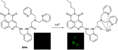 Graphical abstract: A 4,5-quinolimide-based fluorescent sensor for the turn-on detection of Cd2+ with live-cell imaging