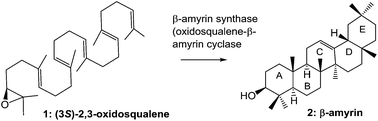 Graphical abstract: β-Amyrin biosynthesis: catalytic mechanism and substrate recognition