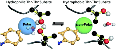 Graphical abstract: A threonine turnstile defines a dynamic amphiphilic binding motif in the AAA ATPase p97 allosteric binding site
