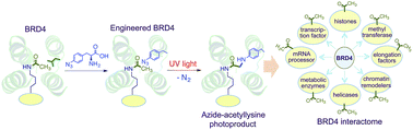 Graphical abstract: Site-specific azide-acetyllysine photochemistry on epigenetic readers for interactome profiling