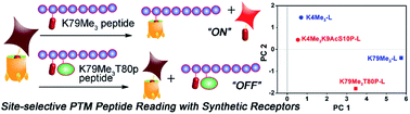 Graphical abstract: Site selective reading of epigenetic markers by a dual-mode synthetic receptor array