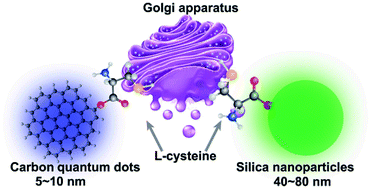 Graphical abstract: Chiral nanoprobes for targeting and long-term imaging of the Golgi apparatus
