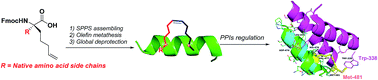 Graphical abstract: A novel peptide stapling strategy enables the retention of ring-closing amino acid side chains for the Wnt/β-catenin signalling pathway