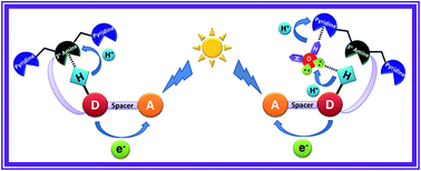 Graphical abstract: Deciphering the incognito role of water in a light driven proton coupled electron transfer process