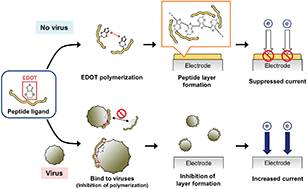 Graphical abstract: In vitro selection of electrochemical peptide probes using bioorthogonal tRNA for influenza virus detection
